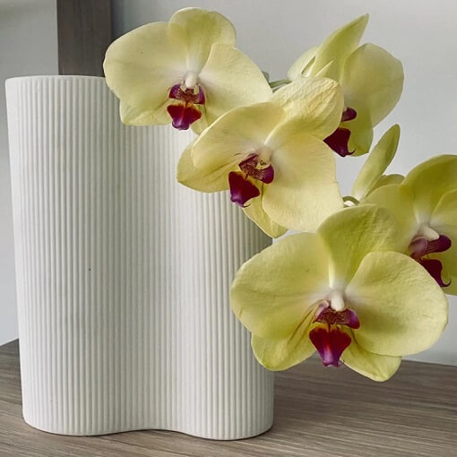 Ribbed Infinity Vase Snow with stunning bloom of yellow and pink orchids